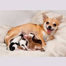 We did not find results for: La Mise Bas De La Chienne Wanimoveto