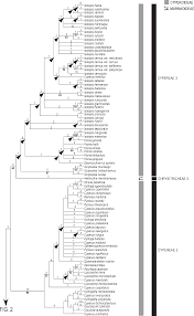Image result for Ascolepis capensis