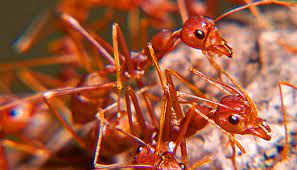Find the most comprehensive list of pest control tips and secrets from more than 100 of the top experts. How To Protect Pets From Ticks Mosquitoes And Ants This Summer Clark S