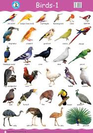 Image Result For Birds With Names Animals Name In English