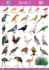 image result for birds with names animals name in english