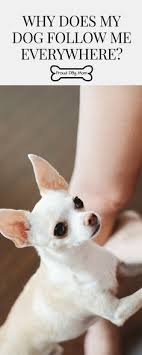 Why Does My Dog Follow Me Everywhere Proud Dog Mom Dog Care Dog Behavior Pet Care Dogs