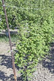 Staking raspberries can increase yields and overall plant health. How To Grow Your Own Raspberries Gardener S Path