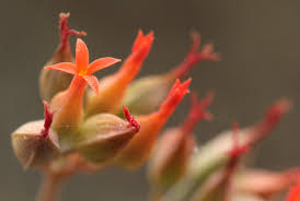 Image result for Kalanchoe rotundifolia