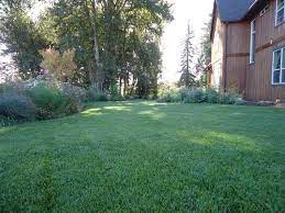Pt 301 Water Smarter Tall Fescue Seeding Lawn Shade Tolerant Grass