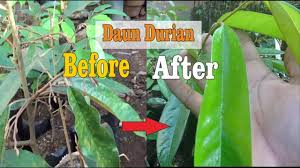 Kelembapan yang terlalu rendah jadi alasan umum kenapa daun calathea menggulung. Penyebab Daun Durian Menjadi Kuning Mengulung Mati Pucuk Dan Kerdil Part 1 Youtube