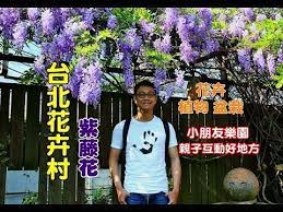 台北士林紫藤花 台北花卉村紫藤花浪漫上映 還有許多花卉盆栽以及也是小朋友樂園 youtube in 2020 jersey