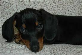 Black And Tan Mini Dachshund Puppy Weiner Dog Puppies Weiner Dog Puppies Dachshund Puppies Dachshund Puppy Miniature