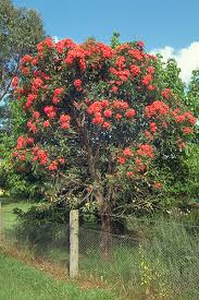 Image result for Eucalyptus ficifolia