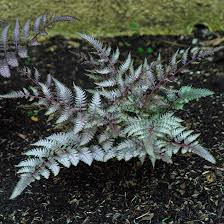 Image result for Athyrium