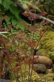 Image result for Osmunda regalis