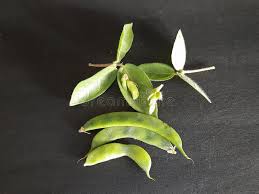 Image result for Macrotyloma uniflorum