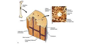 We did not find results for: Bone Tissue Trivia Questions Quiz Proprofs Quiz