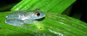 Image result for glass frog