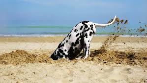 A tired dog is all you really need to stop the digging. The Reason Why Dogs Dig And How To Make Them To Stop Mental Floss