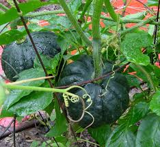 Selective pruning or pinching of vines encourages the plant to expend energy on increasing the fruit size instead of excessive vine growth. Supporting Hanging Squash A Right Way A Wrong Way And No Way Mary S Veggie Garden