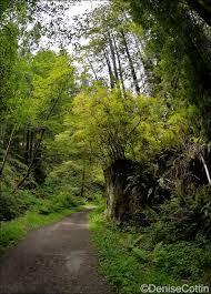 This area has fairly moderate temperatures all year, with average highs and lows in the 50s during the winter, spring, summer, and fall. Van Damme State Park Fern Canyon Trail Mapio Net