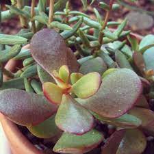We did not find results for: My Jade Plant Is Turning Red And It Looks So Cool Jade Plant Care Plants Jade Plants