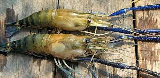 Antara umpan terbaik untuk memancing udang galah adalah. Jenis Umpan Dan Cara Mancing Udang Galah Ilmu Pengetahuan Lengkap
