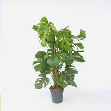 Image result for Monstera