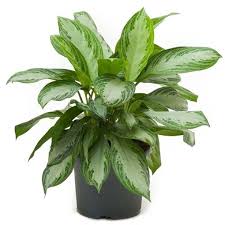 We did not find results for: Aglaonema Silver Bay P24 Cm H50 70 Cm Plant Wholesale Floraccess