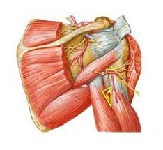 Radial Nerve Anatomy Orthobullets
