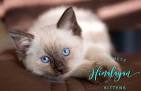Himalayan cat - Wikipedia