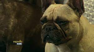 It is bad enough i held out the bravecto and told them good i bought bravecto for my four dogs in april. How Does Bravecto Work Youtube