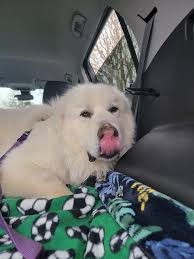 Such An amazing trip to NC!!! I was at games 2 & 5, traveled from TX! Got a  warm up puck at both games and Benny's stick! Just a few of tons