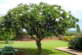 Bunganya yang harumnya sangat khas, dengan mahkota berwarna putih hingga merah keunguan, biasanya lima helai. Idea Pokok Teduhan Sesuai Untuk Halaman Rumah Anda Encikshino Com