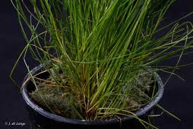 Image result for Isolepis costata