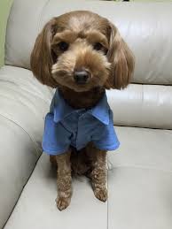 닥터독 - 수의사와 함께한 믿을 수 있는 안전한 펫푸드