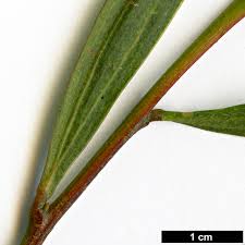 Image result for Acacia longifolia