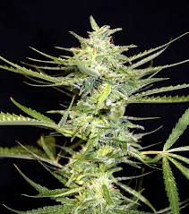 Weed smells like flowers, would argue a stoner. How Can I Create Flavored Marijuana Grow Weed Easy
