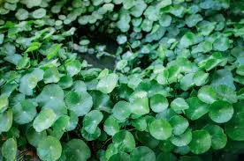 The flowers are usually white and circular with multiple long, thin petals. Common Weed Series All About Dollarweeds Weeds Houseman Pest