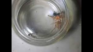 Black widow is of the genus latrodectus and it is the highly venomous spider species in their genus. Camel Spider Vs Black Widow Youtube