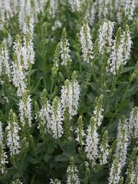 Staudenfoto Zu Salvia Nemorosa Adrian Steppen Salbei Wuchshohe 30 Cm Wuchsform Wuchsverhalten Buschig Bis Aufrecht Horstbi Salbei Pflanzen Salbei Und Stauden