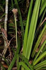 Image result for Mapania