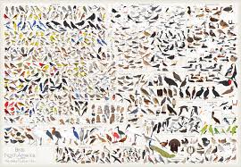 Every Bird Species In North America In A Single Poster