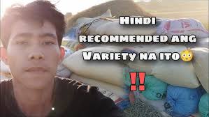 Pinoy Rice Web Promotion