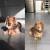 Long Haired Dachshund Grooming Cuts