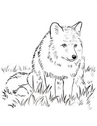 Coloring is always fun for kids, and the fun reaches a different level if it is has to deal with some kind of animal. Drawing Realistic Arctic Fox Face Drawing Drawing Realistic Fox Novocom Top