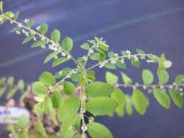 Image result for Phyllanthus tenellus