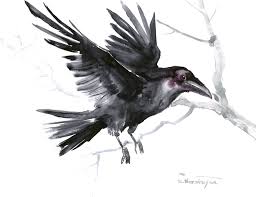 Black And White Raven Images Flying Crow Raven Original Watercolor Painting Crow Lover Art Raven Lover Black And White Raven American Raven Bird Drawings Watercolor Bird Lovers Art