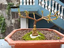 Nepal Bonsai Hobbyist Home Facebook
