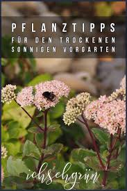 Pflanztipps Fur Den Sonnigen Vorgarten Ich Seh Grun In 2020 Vorgarten Pflanzen Vorgarten Bepflanzen Vorgarten