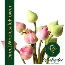 We did not find results for: Lotus Flower Wholesale In Singapore
