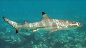 Spike (stethacanthus) is a tier s shark in hungry shark world. Hungry Shark World Flashcards Quizlet