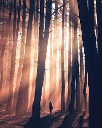 Alone In The Woods Digital 4000x5000 Http Ift Tt 2fyez6q Forest Pictures Wooded Landscaping Woodland Elf