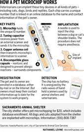 295 results for pet microchip. 11 Microchip Awareness Ideas Losing A Pet Pets Pet Safety